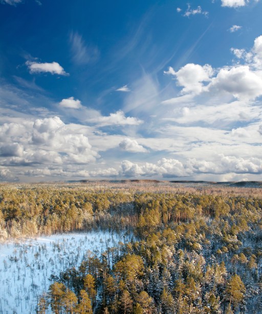 <strong>Taiga Siberiana, Sibéria</strong>            Não é no norte do <a href="https://viajeaqui.abril.com.br/paises/brasil" rel="Brasil" target="_blank">Brasil</a> que a maior floresta do mundo se localiza, mas no oeste da Sibéria. A Amazônica é somente a maior tropical, enquanto a russa é três vezes maior do que a brasileira. O bioma dessa floresta é composto por árvores coníferas, mas não há muita diversificação graças ao frio intenso 