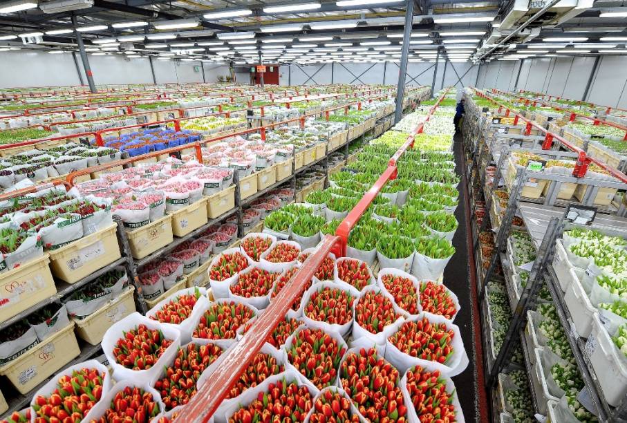 <strong>Mercado de Flores de Aalsmeer, Holanda</strong> Localizado a poucos quilômetros da capital Amsterdã, Aalsmeer fica estrategicamente próxima ao aeroporto de Schiphol e da maior área produtora de tulipas da <a href="https://viajeaqui.abril.com.br/paises/holanda" target="_blank" rel="noopener">Holanda</a>, Rijnland. Neste gigantesco <a href="https://viajeaqui.abril.com.br/estabelecimentos/holanda-amsterda-atracao-leilao-de-flores-de-aalsmeer" target="_blank" rel="noopener">mercado de flores </a>– o maior do mundo, negociantes participam de um dos mais inusitados leilões do mundo. Carrinhos repletos de flores – previamente inspecionados – passam em frente aos compradores, que deverão fazer seus lances. Detalhe: o preço vai do mais alto para o mais baixo, ou seja, há apenas um lance vencedor. Como os lotes passam numa velocidade frenética, a tensão é permanente.Mais em: <a href="https://viajeaqui.abril.com.br/materias/48-horas-em-amsterda#" target="_blank" rel="noopener">48 Horas em Amsterdã</a>