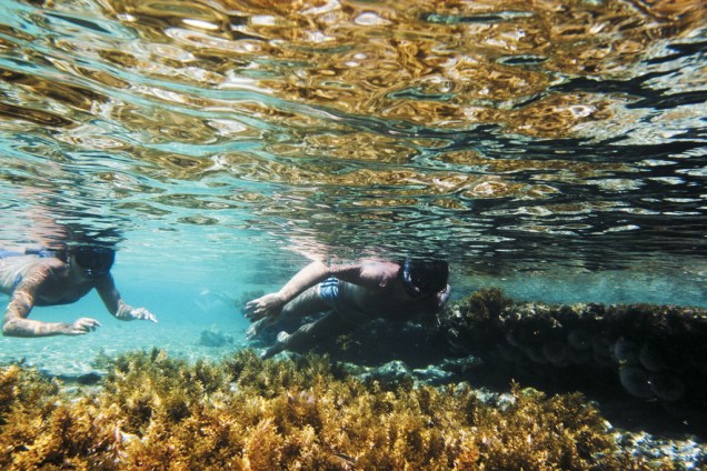 Fernando de Noronha tem com águas transparentes - a visibilidade chega a 50 metros - e a temperatura média de suas águas é de 27ºC. O ápice da visibilidade ocorre entre agosto e novembro Fernando de Noronha tem com águas transparentes - a visibilidade chega a 50 metros - e a temperatura média de suas águas é de 27ºC. O ápice da visibilidade ocorre entre agosto e novembro