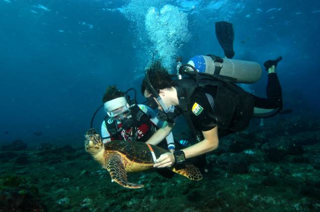 Técnicos do Projeto Tamar fazendo biometria em tartaruga no fundo do mar de Noronha