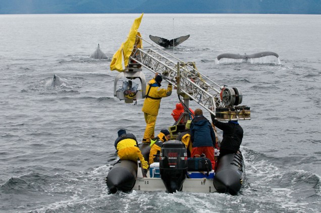 Thétys, uma câmera colocada na ponta de uma grua, filmando as baleias jubarte, no Alasca. 
