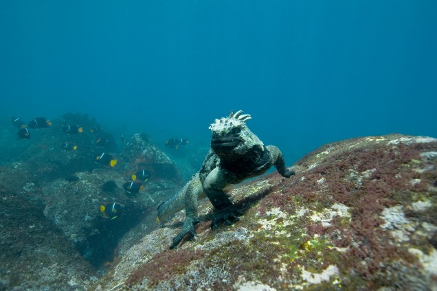 Iguana-marinha, nas Ilhas Galápagos; na mostra serão expostas 35 fotos captadas na produção do filme Oceanos