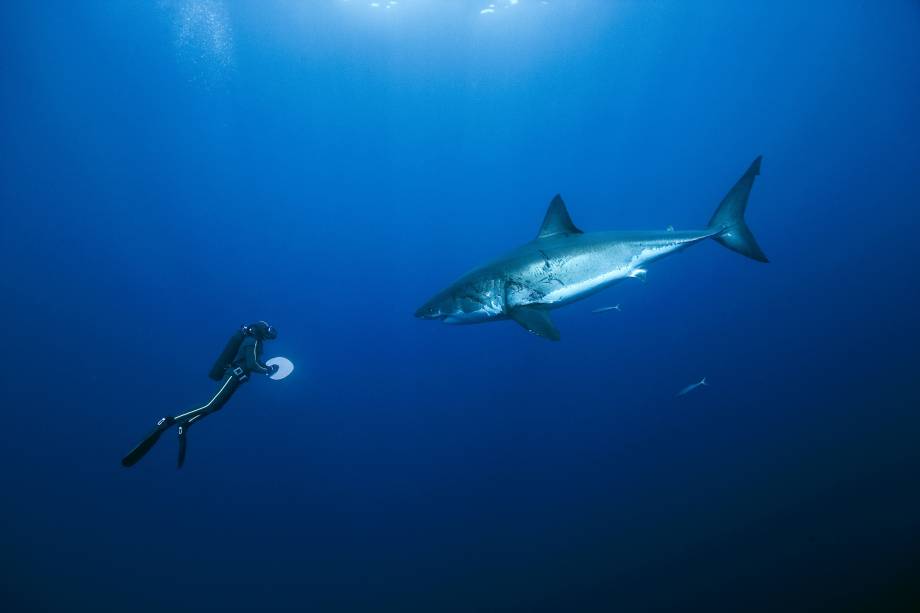 Diante do grande tubarão-branco, na Ilha de Guadalupe, no Caribe; equipe enfrentou fortes tempestades durante os trabalhos