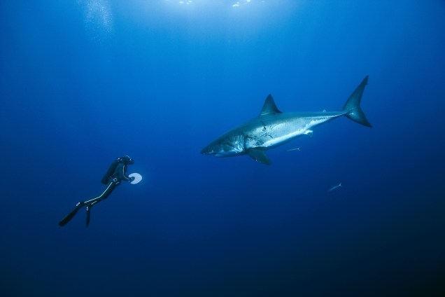 Diante do grande tubarão-branco, na Ilha de Guadalupe, no Caribe; equipe enfrentou fortes tempestades durante os trabalhos
