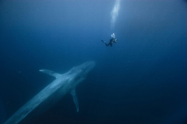 Mergulhador e baleia-azul, na Califórnia; foto faz parte da mostra Oceanos, com 35 imagens do fundo do mar, em cartaz até 1º de julho no Centro Cultural Correios, no Rio de Janeiro