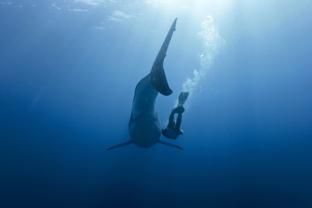 Ombro contra nadadeira com o grande tubarão-branco, na Ilha de Guadalupe, Caribe