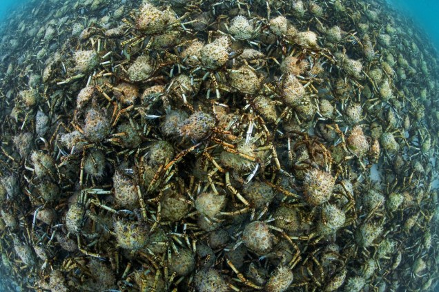 Empilhamento de milhares de caranguejos reunidos para mudança de pele no sul da Austrália. Os crustáceos cobrem o fundo do mar com um metro de espessura