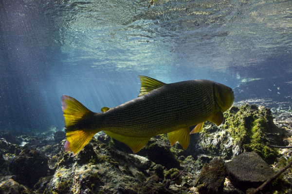 Peixe dourado no Rio da Prata, em Bonito, Mato Grosso do Sul