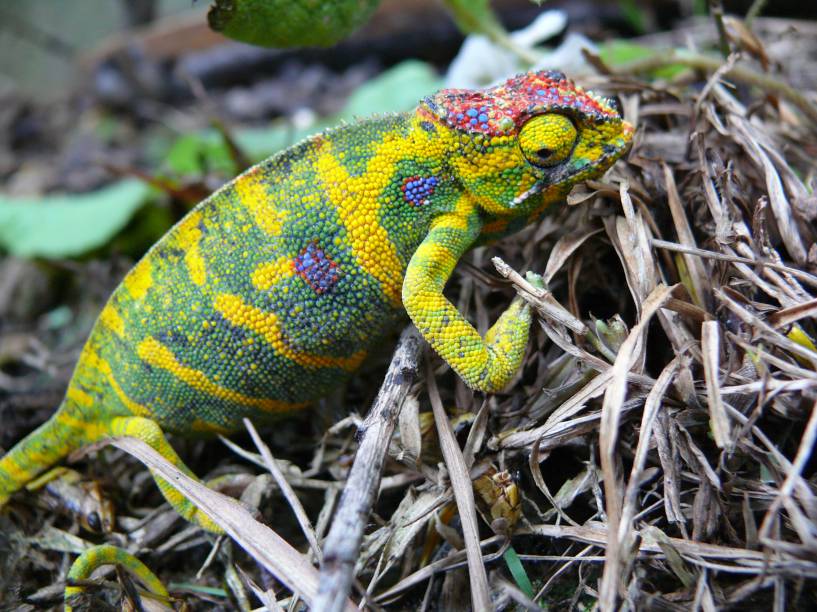 O <strong><em>Furcifer minor</em></strong> é um camaleão endêmico de Madagascar. Enquanto o macho tem um corpo miúdo e cores um tanto sem graça, as fêmeas da espécie se destacam por ser corpulentas e repletas de coloridos padrões. O <strong><em>Furcifer minor</em></strong> é um camaleão endêmico de Madagascar. Enquanto o macho tem um corpo miúdo e cores um tanto sem graça, as fêmeas da espécie se destacam por ser corpulentas e repletas de coloridos padrões.