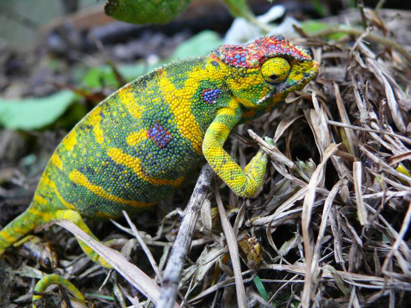  O <strong><em>Furcifer minor</em></strong> é um camaleão endêmico de Madagascar. Enquanto o macho tem um corpo miúdo e cores um tanto sem graça, as fêmeas da espécie se destacam por ser corpulentas e repletas de coloridos padrões.