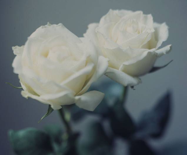 As fotografias de rosas impressas em papel algodão de <strong>Daniel Malva</strong> fazem parte do acervo da galeria paulistana <strong>Mezanino</strong> para a <strong>SP-Arte 2012</strong>. 