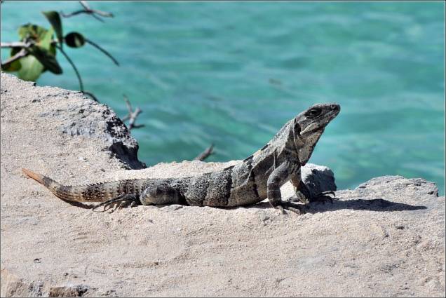 Lagarto no complexo de Xel-Ha Lagarto no complexo de Xel-Ha