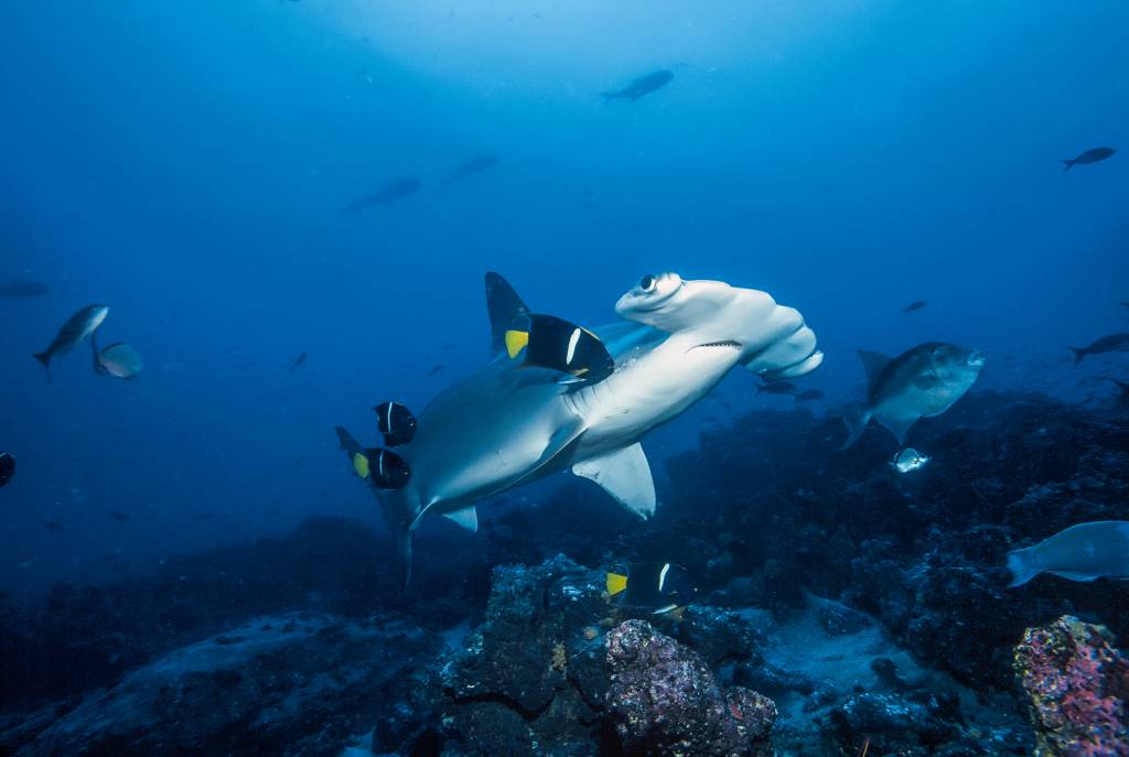 Tubarão-martelo, em Galápagos, Equador