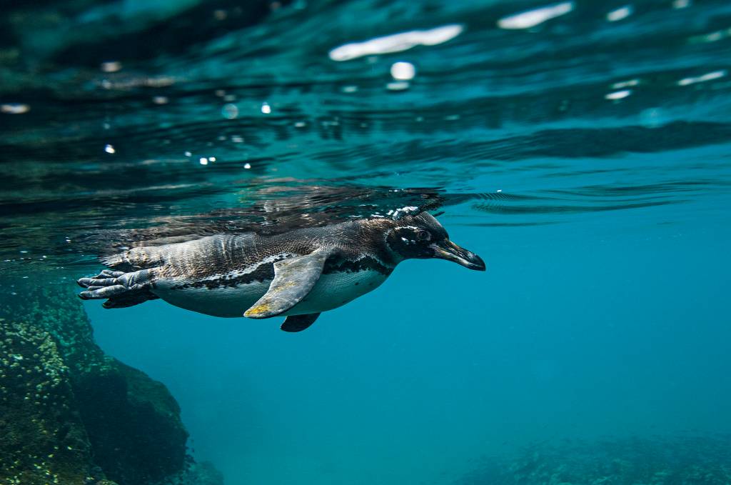 Pinguim do Arquipélago de Galápagos, Equador