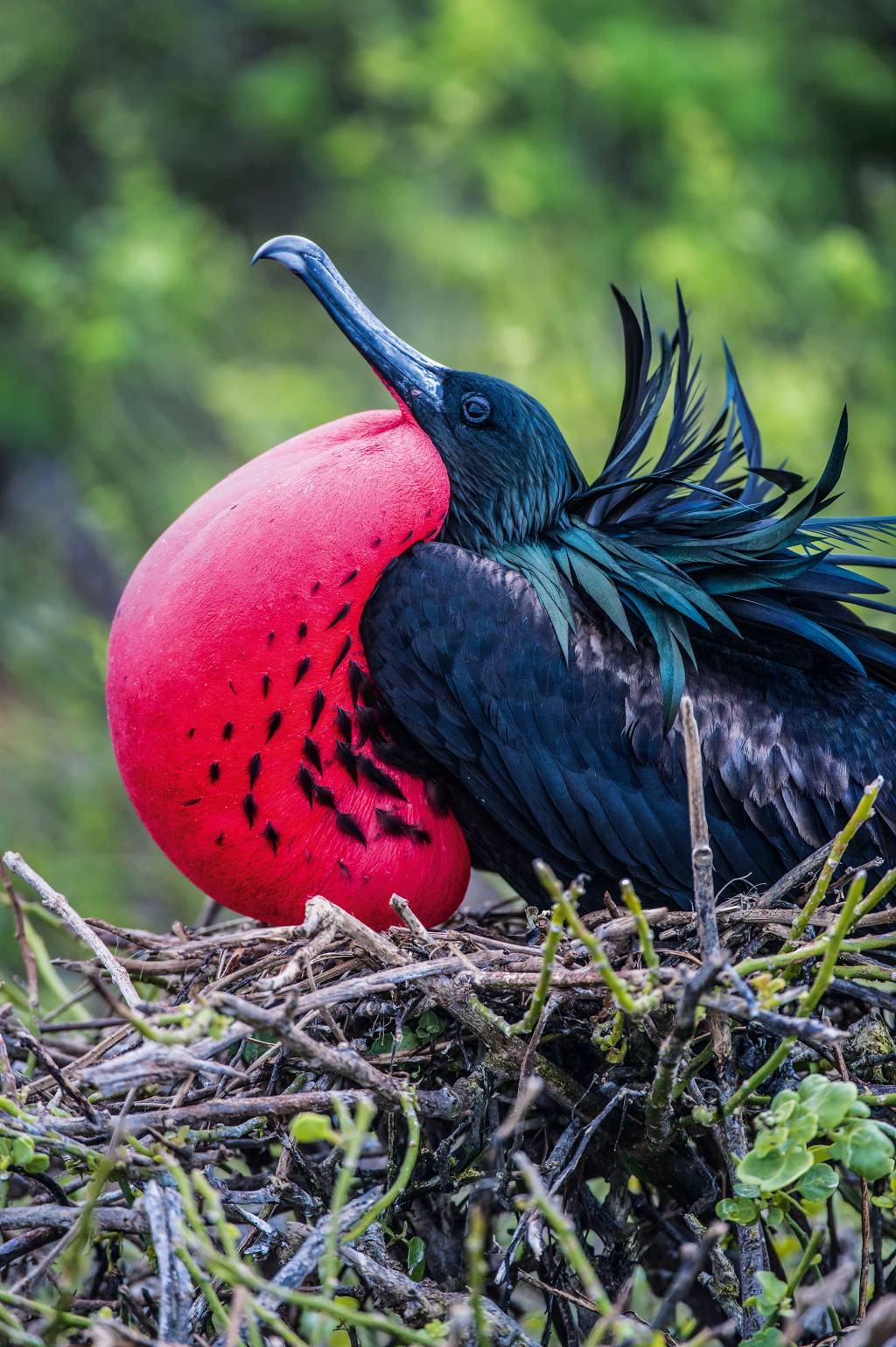 Fragata “tesourão", em Galápagos