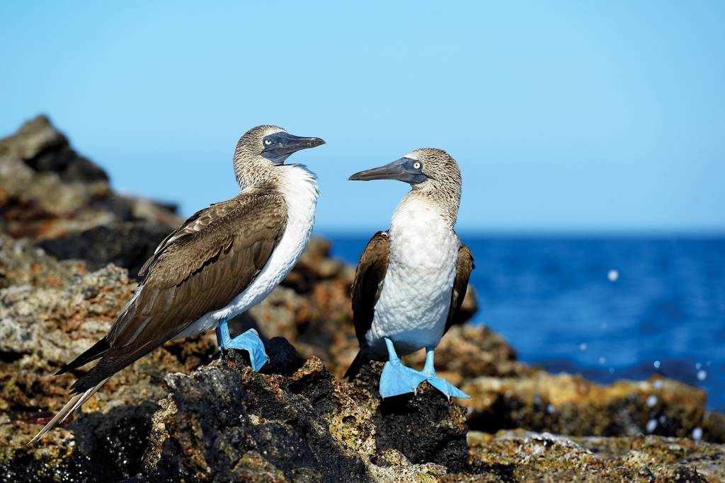 Atobás de patas azuis, em Galápagos