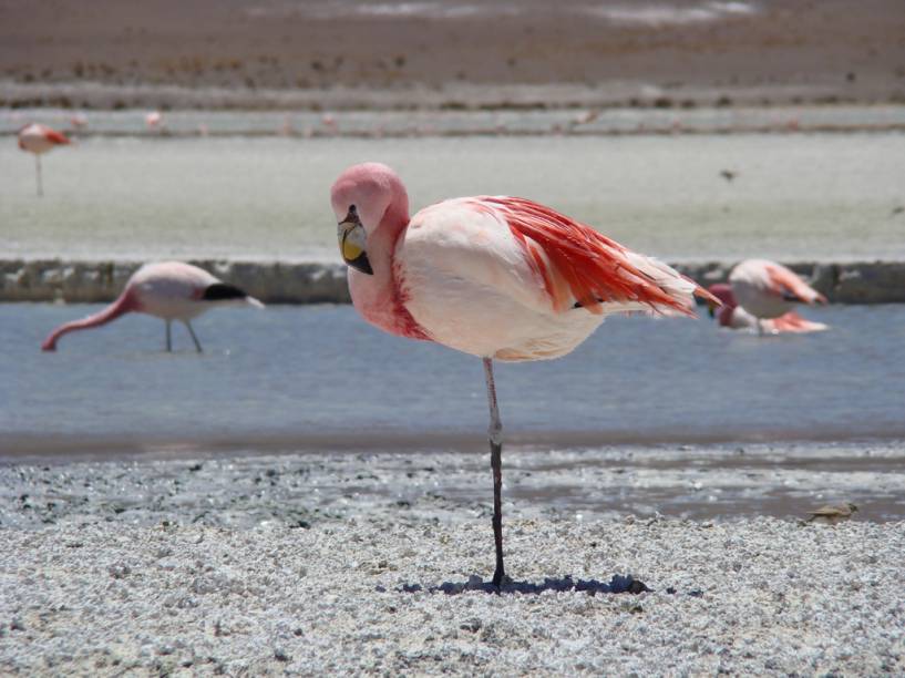 Flamingo no Salar do <a href="http://viajeaqui.abril.com.br/cidades/bolivia-uyuni" rel="Uyuni" target="_blank">Uyuni</a>, <a href="http://viajeaqui.abril.com.br/paises/bolivia" rel="Bolívia" target="_blank">Bolívia</a>