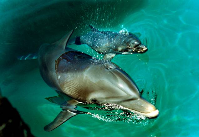 Mergulhar com golfinhos é uma das opções de lazer em Xcaret