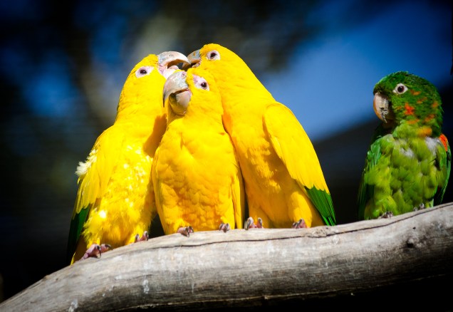 Aves no Gramado Zoo, Gramado (RS)
