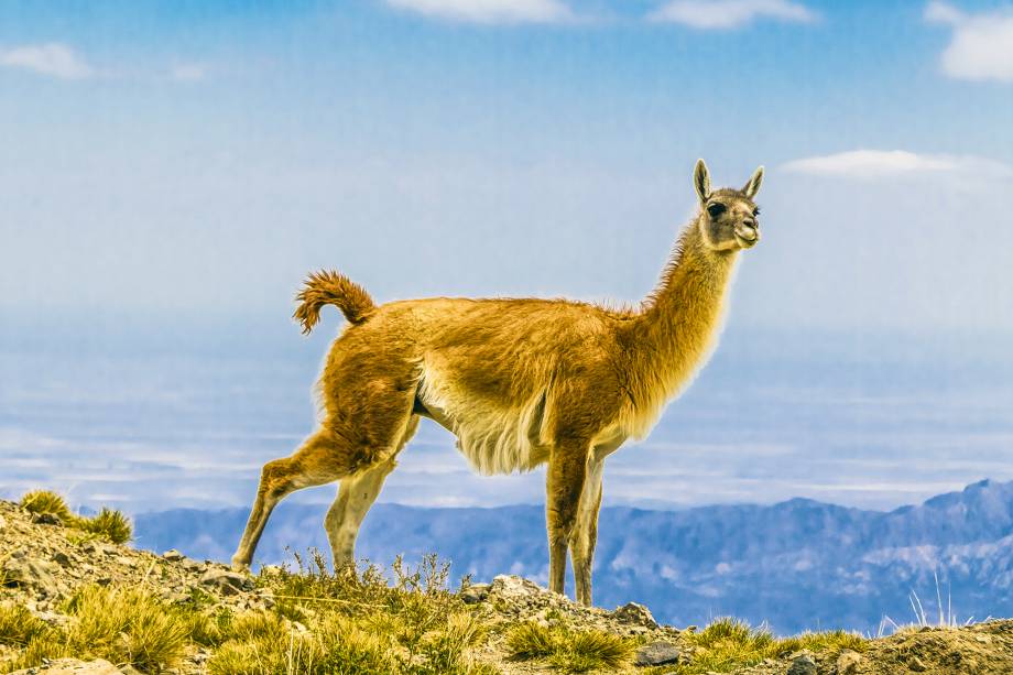 Guanaco, o onipresente mascote