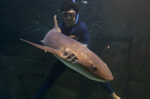 Homem mergulha com tubarão no parque temático Acqua Mundo, o maior aquário da América do Sul