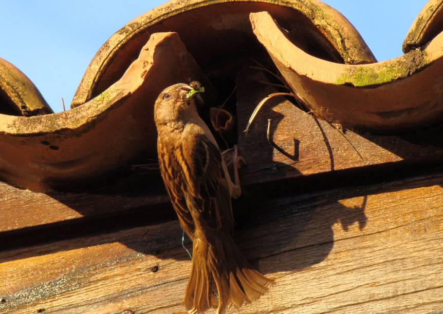 Foz do Iguaçu Foz do Iguaçu