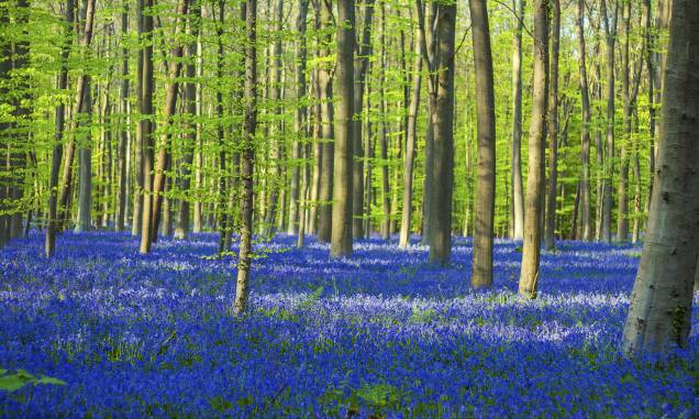 <strong>1. Halles Forest (Hallerbos), Flemish Brabant, <a href="http://viajeaqui.abril.com.br/paises/belgica" rel="Bélgica" target="_self">Bélgica</a></strong>                            Popularmente conhecida como Floresta Azul, esse belo lugar abriga diversas faias entre seus sinuosos caminhos, convidativos a longos passeios. O melhor momento para visitá-la é entre abril e maio, quando a primavera chega ao Hemisfério Norte e o chão fica coberto com milhares de flores de jacinto – espécies comuns na <a href="http://viajeaqui.abril.com.br/continentes/europa" rel="Europa" target="_self">Europa</a>. Essa atmosfera de contos de fadas ganha ainda mais força com a presença ilustre de coelhos e cervos, que aparecem de vez em quando pra fazer companhia aos viajantes.                            <a href="http://www.booking.com/city/be/halle.pt-br.html?aid=332455&label=viagemabril-florestasencantadas" rel="Veja preços de hotéis próximos à Halle no Booking.com" target="_blank">Veja preços de hotéis em Halle no Booking.com</a>