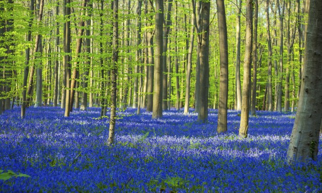<strong>1. Halles Forest (Hallerbos), Flemish Brabant, <a href="https://viajeaqui.abril.com.br/paises/belgica" rel="Bélgica" target="_self">Bélgica</a></strong>                            Popularmente conhecida como Floresta Azul, esse belo lugar abriga diversas faias entre seus sinuosos caminhos, convidativos a longos passeios. O melhor momento para visitá-la é entre abril e maio, quando a primavera chega ao Hemisfério Norte e o chão fica coberto com milhares de flores de jacinto – espécies comuns na <a href="https://viajeaqui.abril.com.br/continentes/europa" rel="Europa" target="_self">Europa</a>. Essa atmosfera de contos de fadas ganha ainda mais força com a presença ilustre de coelhos e cervos, que aparecem de vez em quando pra fazer companhia aos viajantes.                            <a href="https://www.booking.com/city/be/halle.pt-br.html?aid=332455&label=viagemabril-florestasencantadas" rel="Veja preços de hotéis próximos à Halle no Booking.com" target="_blank">Veja preços de hotéis em Halle no Booking.com</a>