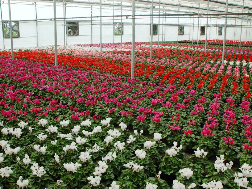 Estufa de cyclamen aberta para visitantes da Expoflora, em Holambra (SP) Estufa de cyclamen aberta para visitantes da Expoflora, em Holambra (SP)