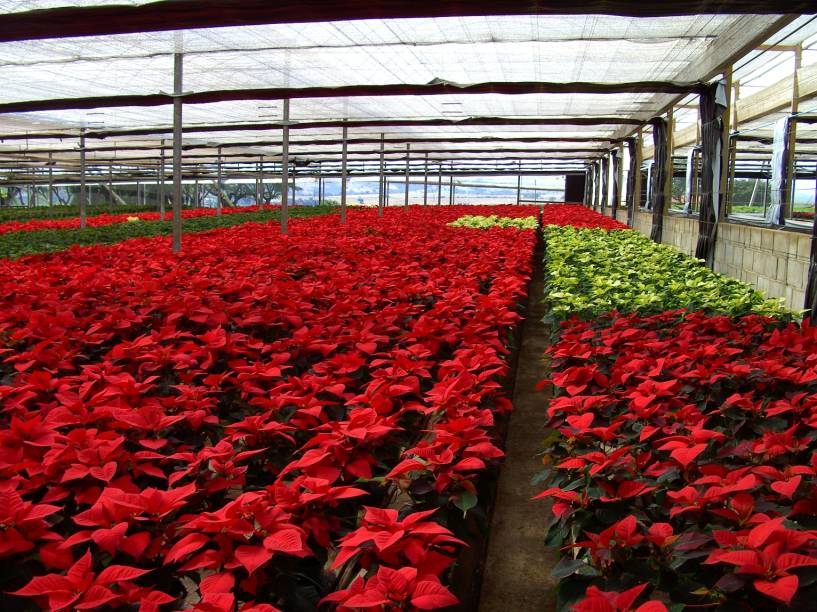 Estufa de poinsettia aberta para visitantes da Expoflora, em Holambra (SP) Estufa de poinsettia aberta para visitantes da Expoflora, em Holambra (SP)