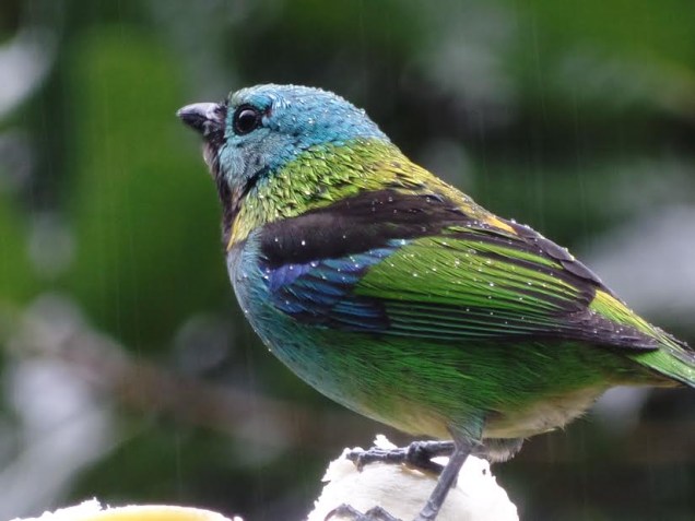 Pássaro sob gotas de chuva no Parque Nacional da Serra da Bocaina, São Paulo