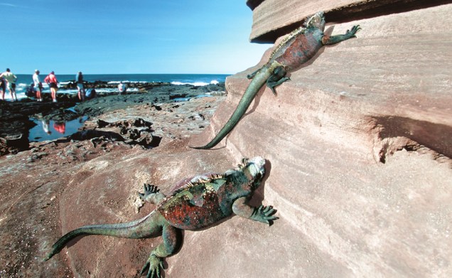 As iguanas, atração maior do arquipélago tornado célebre por Darwin