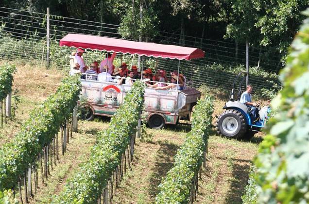  Turistas também podem passear pelas vinícolas e participar de eventos de degustação