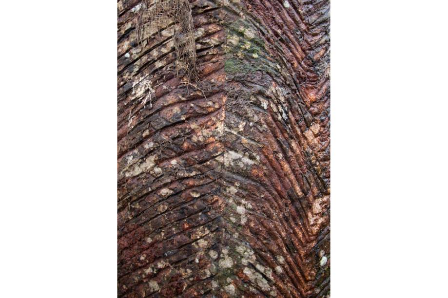 Seringueira cortada para extração de látex, do Museu do Seringal Vila Paraíso, no Igarapé de São João, a 25 minutos de barco de Manaus, Amazonas Seringueira cortada para extração de látex, do Museu do Seringal Vila Paraíso, no Igarapé de São João, a 25 minutos de barco de Manaus, Amazonas