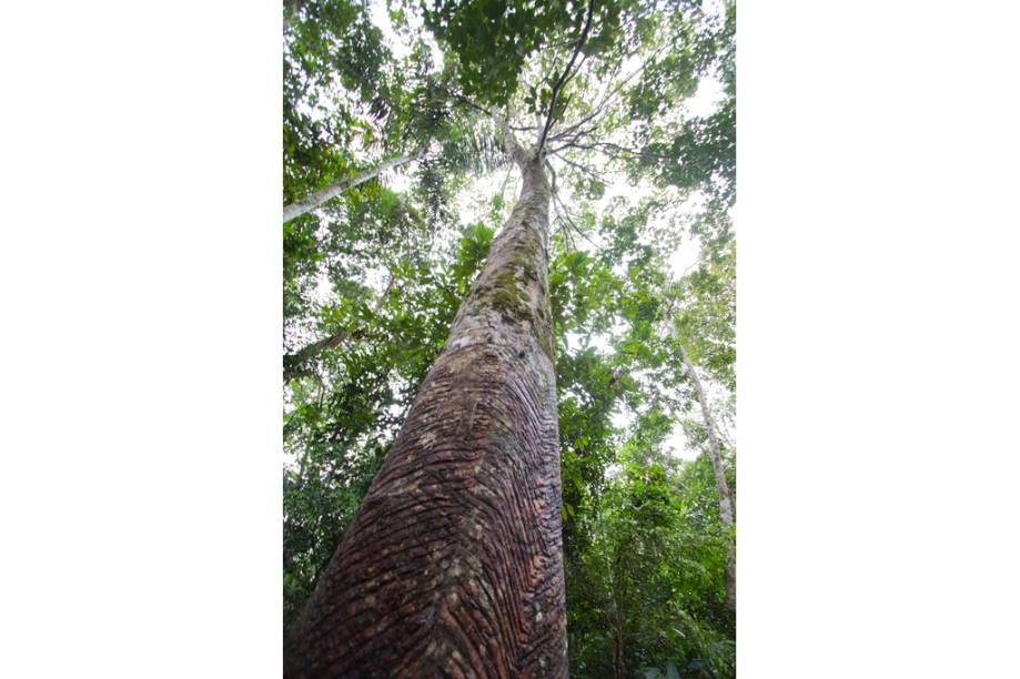 Seringueira no Museu do Seringal Vila Paraíso, no Igarapé São João, a 25 minutos de barco de Manaus, no Amazonas Seringueira no Museu do Seringal Vila Paraíso, no Igarapé São João, a 25 minutos de barco de Manaus, no Amazonas