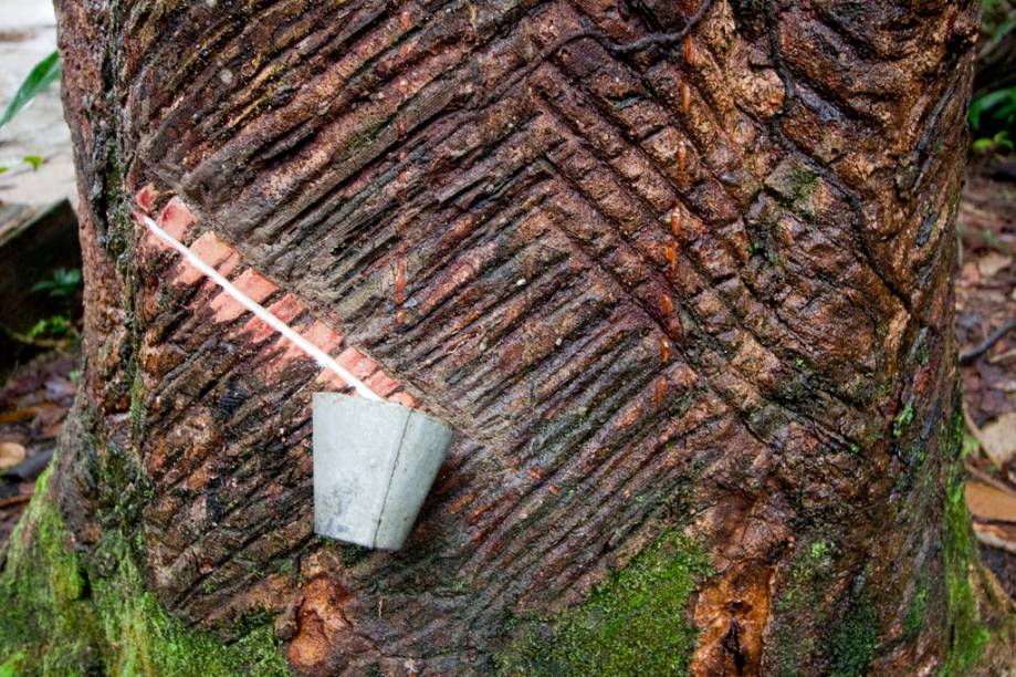 Seringueira cortada para extração de látex, do Museu do Seringal Vila Paraíso, no Igarapé de São João, a 25 minutos de barco de Manaus, Amazonas Seringueira cortada para extração de látex, do Museu do Seringal Vila Paraíso, no Igarapé de São João, a 25 minutos de barco de Manaus, Amazonas