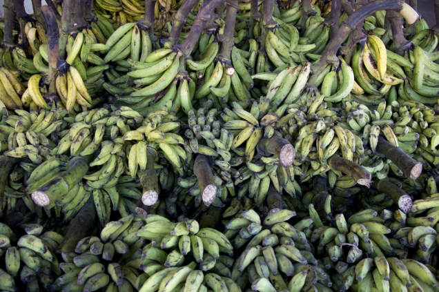 <strong>7. Banana-pacová</strong>A <strong>banana-pacová (ou pacovã)</strong> é consumida frita, grelhada ou à milanesa, como recheio de tapiocas e sanduíches ou como acompanhamento de refeições. A banana que cresce na região amazônica é grande: pode chegar a 50 centímetros