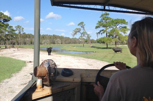 <strong>Safari Wilderness Ranch</strong>                                                        Sim, é possível aproveitar uma visita à Flórida para passear em um safári. No lugar dos campos de savana, estão os campos alagados do estado. A bordo de um veículo 4x4, o guia nos leva para conhecer rebanhos de várias espécies de quadrúpedes