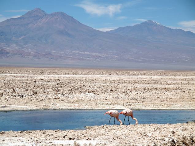 No <a href="http://viajeaqui.abril.com.br/estabelecimentos/chile-san-pedro-de-atacama-atracao-salar-do-atacama">Salar do Atacama</a>, a cerca de 2300 metros de altitude, está o Parque Nacional dos Flamingos. A Laguna de Chaxa é um dos locais bons para observar as diversas espécies de flamingos de penas rosadas, que se alimentam de um pequeno camarão que vive na água salgada.