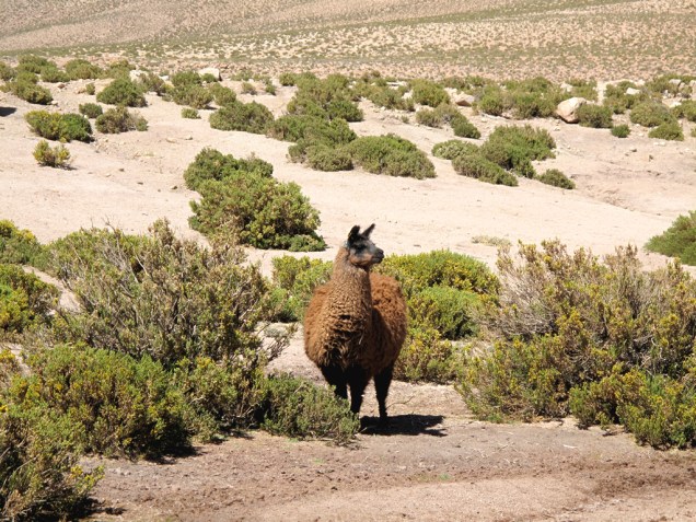 O simpático animal da família dos camelídeos costuma ser criado por povoados da região do Atacama, no Chile, assim como em seus países vizinhos. Dele se aproveita o couro, a lã e a carne. É possível provar a carne de lhama em San Pedro e nos povoados dos arredores, onde os espetinhos (<em>anticuchos</em>) fazem sucesso entre os turistas