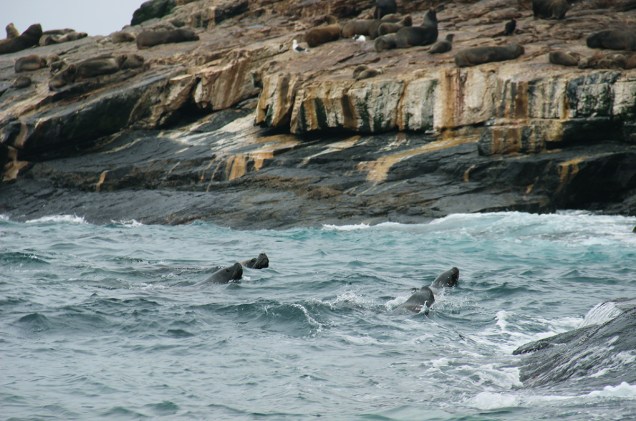 <strong>Agrupación de Turismo Delfines - Caleta Chañaral de Aceituno, <a href="https://viajeaqui.abril.com.br/paises/chile" rel="Chile " target="_blank">Chile </a></strong>            A ONG procura desenvolver o turismo comunitário sustentável na vila de pescadores Caleta Chañaral de Acetuno, famosa pela prática de avistamento de baleias, pinguins, leões marinhos e aves diversas.