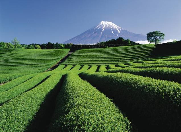 Plantação de chá nos arredores de Tóquio, que fica entre as províncias de Shizuoka e Yamanashi