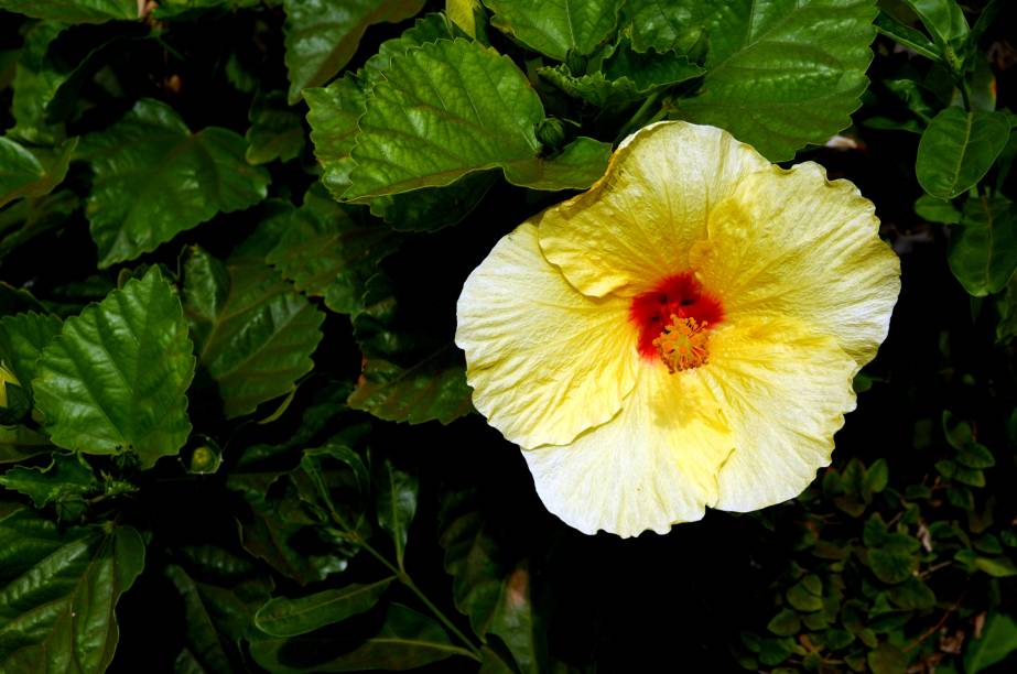 <strong>Flor nacional</strong><br />Existem cerca de 300 espécies de hibisco, a flor considerada símbolo do Havaí. Muito cultivada também no Brasil, por causa do clima tropical, a planta é utilizada para fazer colares e coroas, de uso comum nos luaus, e serve de motivo para a estamparia de roupas e objetos <strong>Flor nacional</strong><br />Existem cerca de 300 espécies de hibisco, a flor considerada símbolo do Havaí. Muito cultivada também no Brasil, por causa do clima tropical, a planta é utilizada para fazer colares e coroas, de uso comum nos luaus, e serve de motivo para a estamparia de roupas e objetos