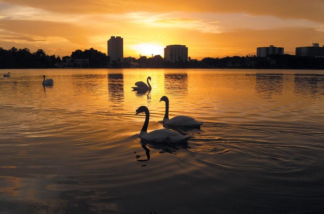 <strong>Cidade de Lakeland</strong>                                                Cisnes nadam livremente pelo lago da cidade de Lakeland, no centro da Flórida; o parque do Lake Mirror foi eleito recentemente pela American Planning Association como um dos 10 lugares públicos mais bonitos dos Estados Unidos