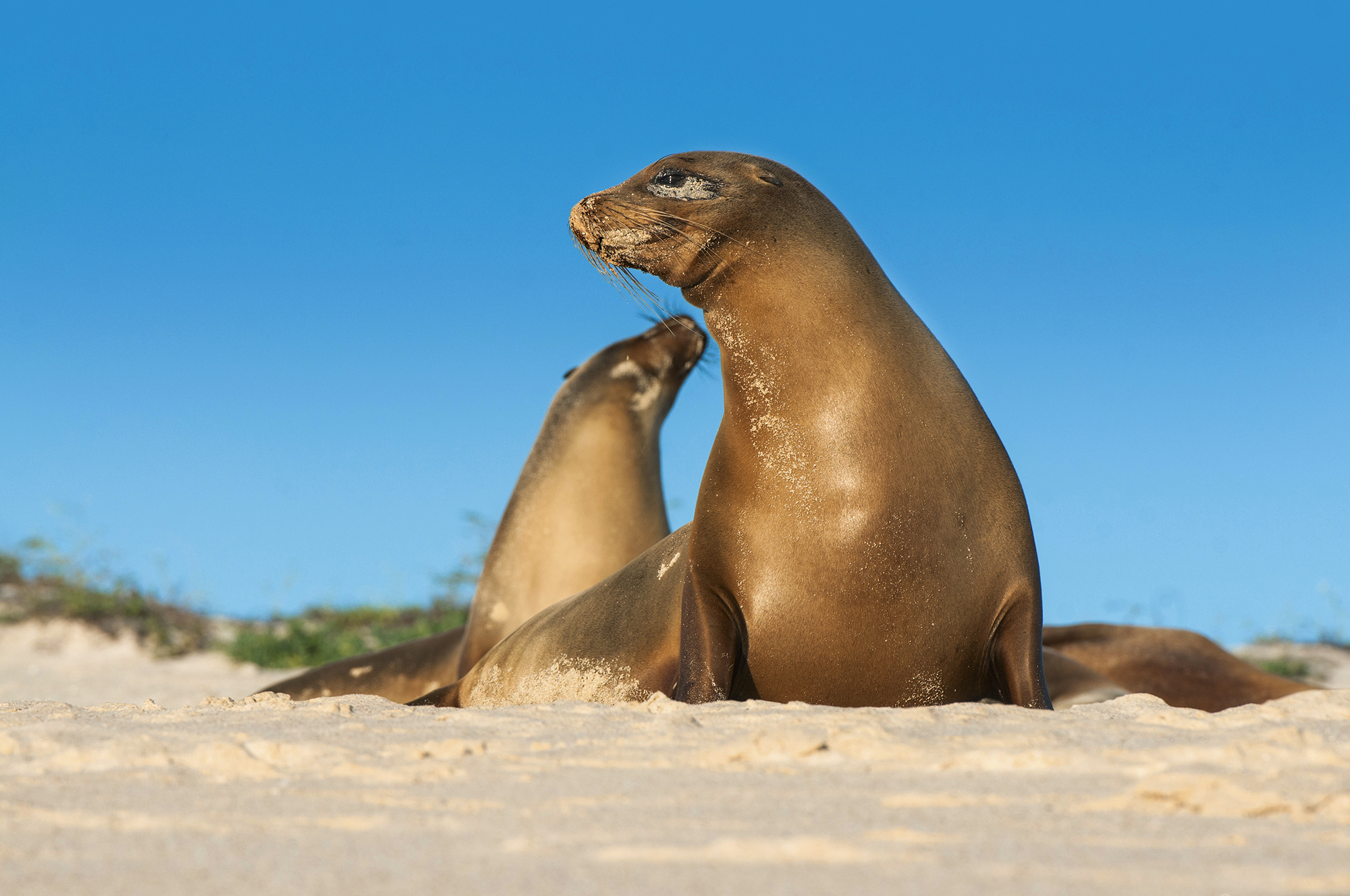 7 espécies de animais que você vai conhecer em Galápagos, Equador ...