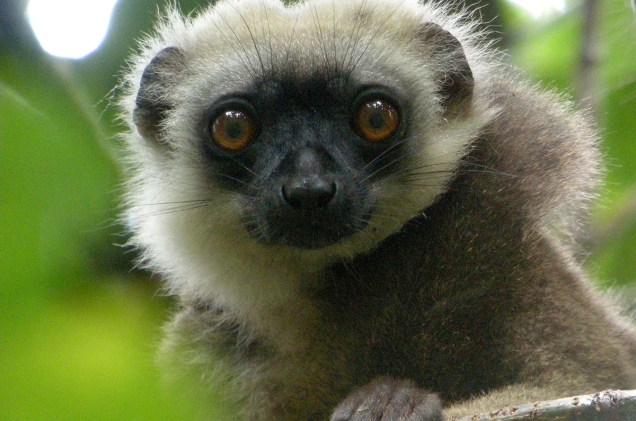 Lêmure em Madagascar