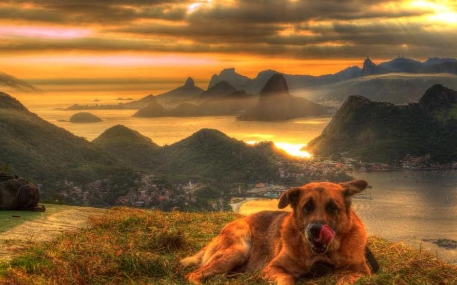 Cachorro descansa no parque da cidade de Niterói, Rio de Janeiro