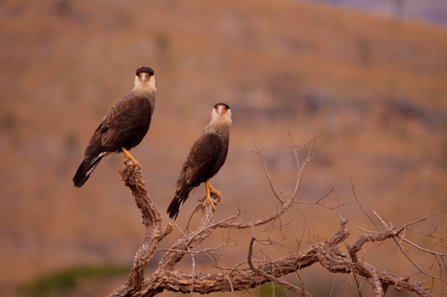 Gaviões-carcará na cidade de São Roque de Minas, na Serra da Canastra, em Minas Gerais.