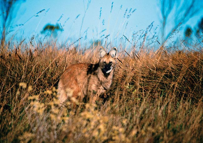 Maior canídeo brasileiro, o lobo-guará encara seu perseguidor na serra da Canastra, em Minas Gerais. O tom da pelagem do animal se confunde com o dos altos capins típicos do Cerrado.