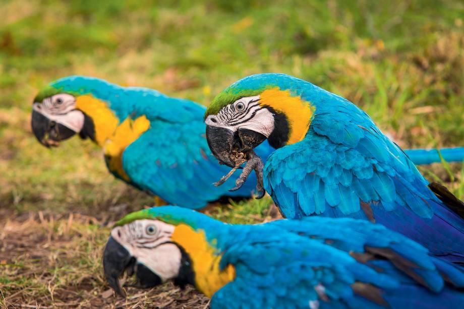 Bichinhas coloridas da Fazenda San Francisco Bichinhas coloridas da Fazenda San Francisco